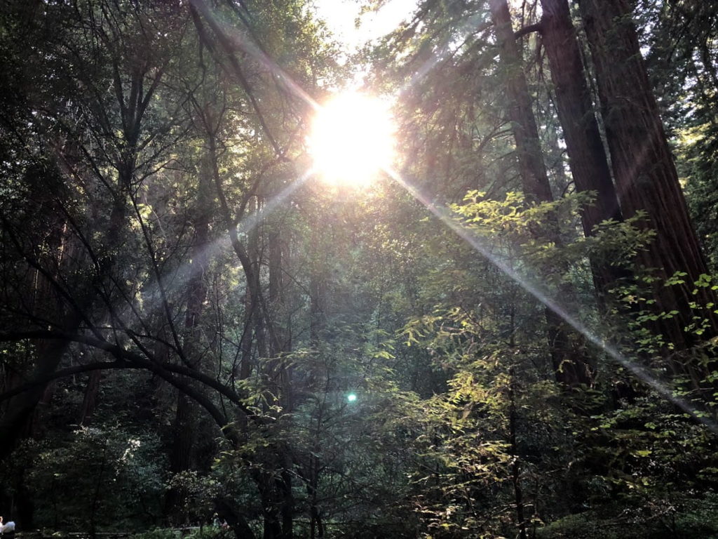 Muir Woods_Sunshine Breaking Through Trees