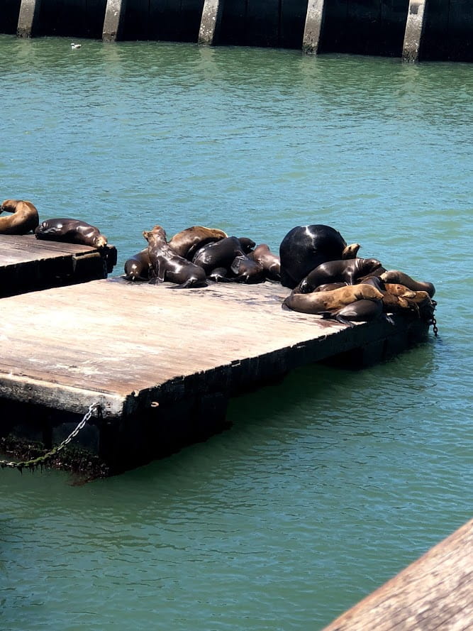 Seals on wooden board at Fisherman's Wharf