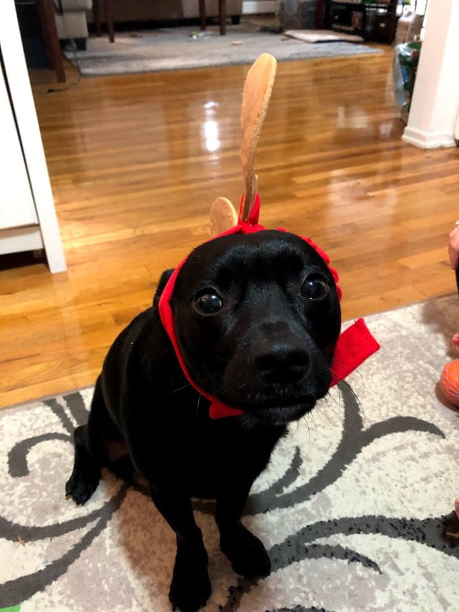 Lucy Antlers from BarkBox